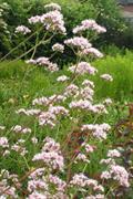 Valeriana sambucifolia